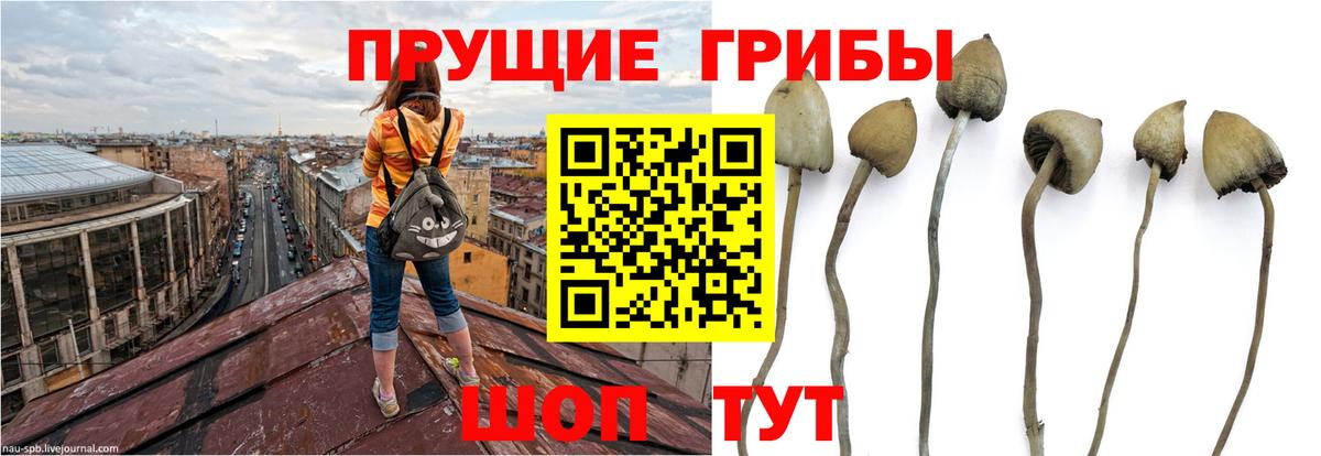 Галлюциногенные грибы Magic Shrooms Чапаевск